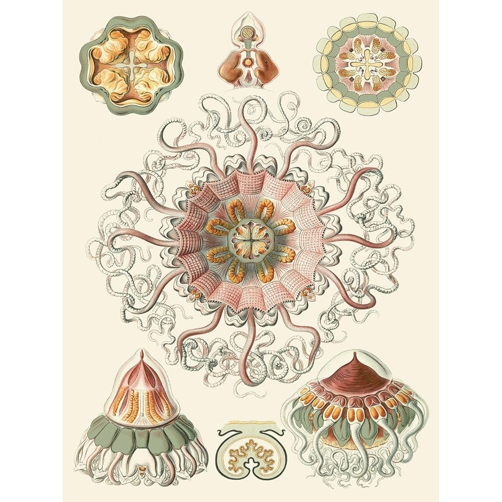 Sophisticated Sealife II Poster Print - Ernst Haeckel-VARPDX65993Z Image 1