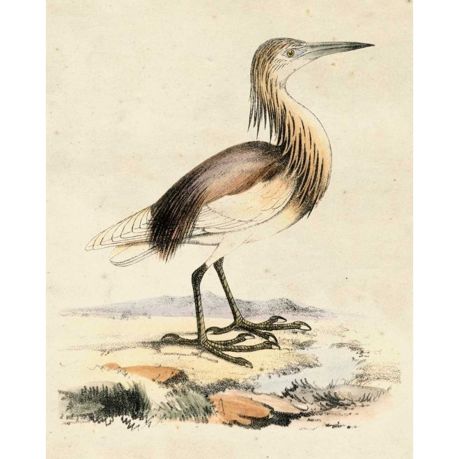 Antique Heron I Poster Print - Unknown-VARPDX66026Z Image 1