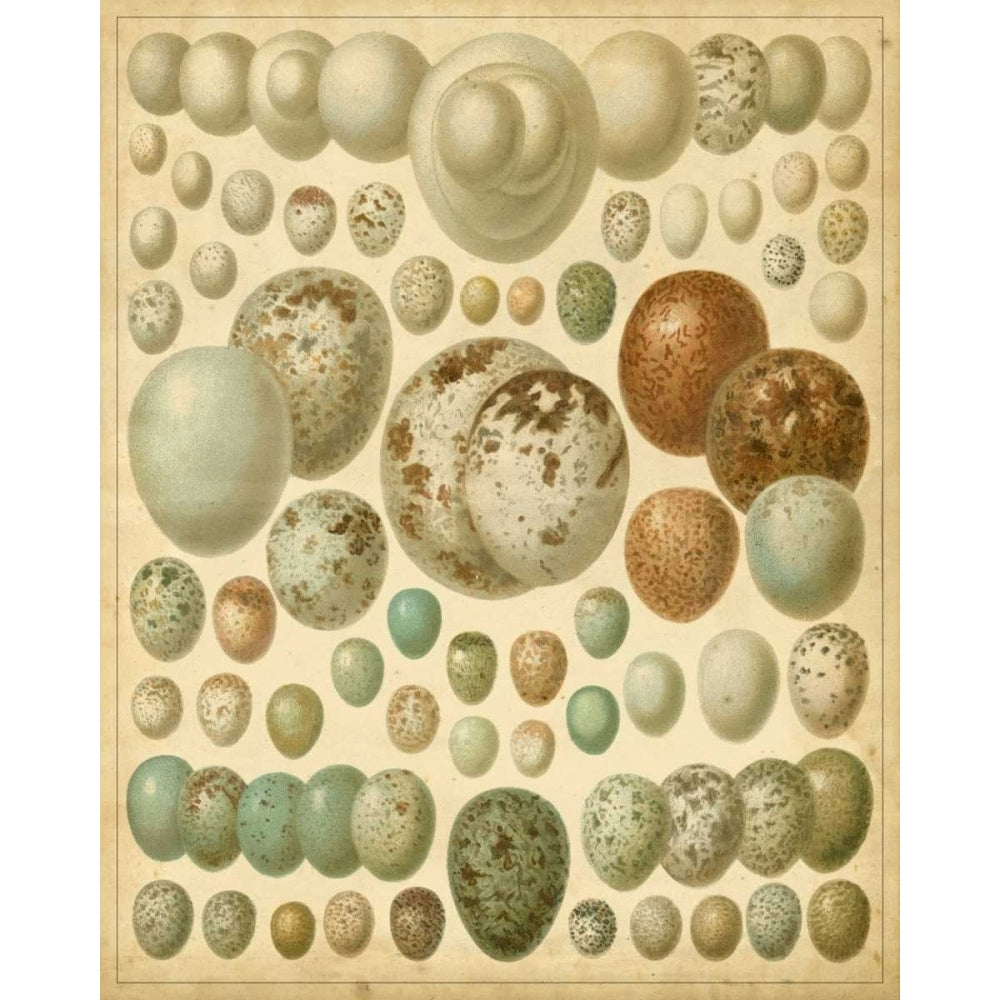 Vintage Bird Eggs I Poster Print - Meyers-VARPDX66024Z Image 1