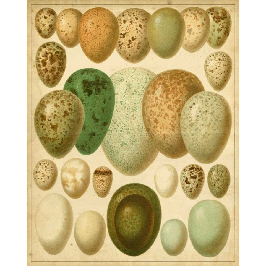 Vintage Bird Eggs II Poster Print - Meyers-VARPDX66025Z Image 1