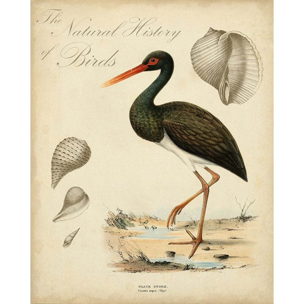 Heron Anthology I Poster Print - Studio Vision-VARPDX66000Z Image 1