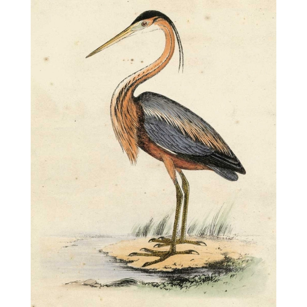 Antique Heron II Poster Print - Unknown-VARPDX66027Z Image 1