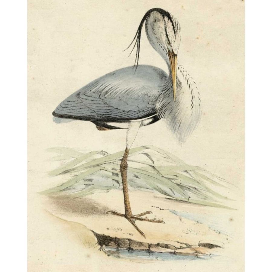 Antique Heron IV Poster Print - Unknown-VARPDX66029Z Image 1