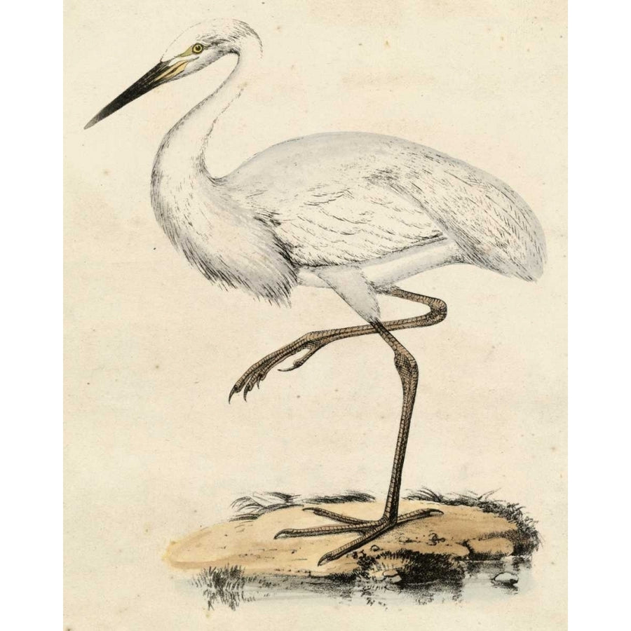 Antique Heron III Poster Print - Unknown-VARPDX66028Z Image 1