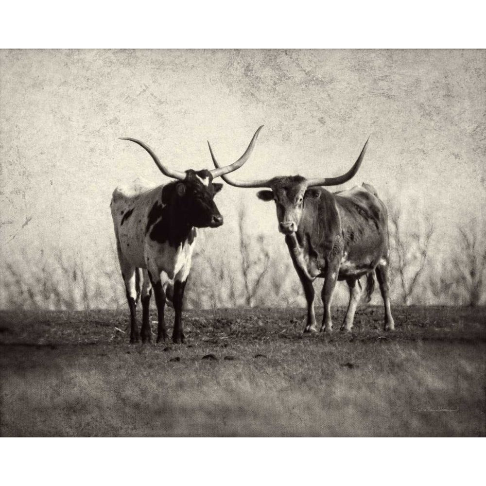 Texas Longhorns by Debra Van Swearingen-VARPDX66104 Image 1