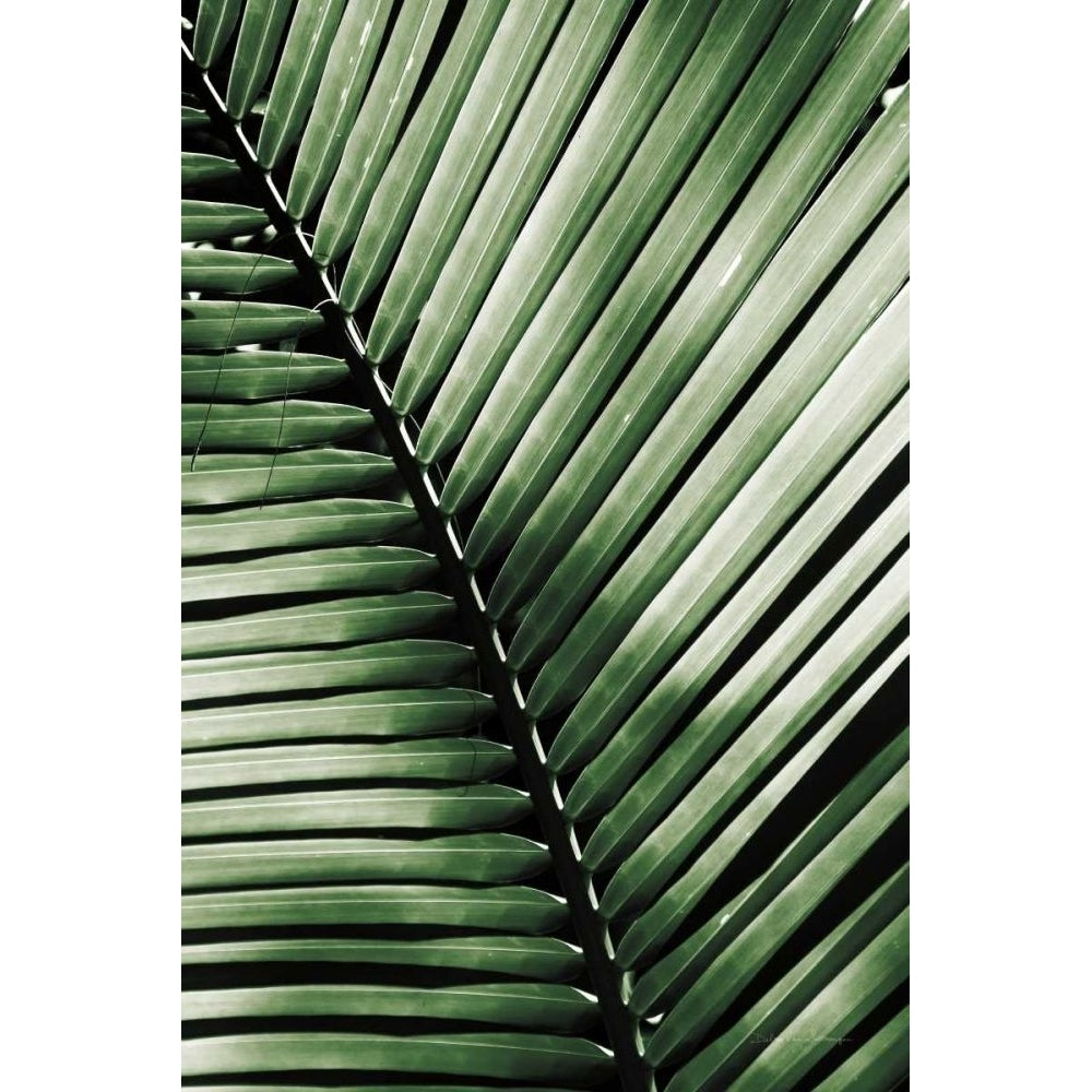 Palm Frond I Green by Debra Van Swearingen-VARPDX66128 Image 1