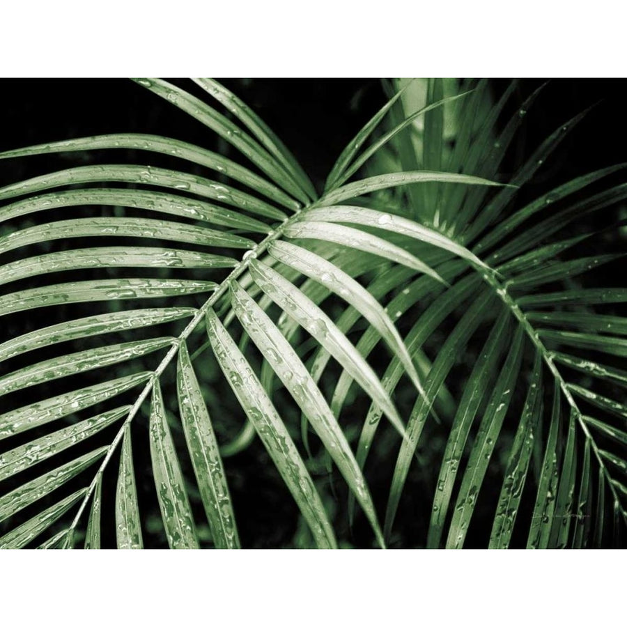 Palm Fronds Green by Debra Van Swearingen-VARPDX66127 Image 1