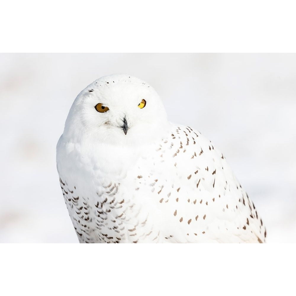 Snowy Owl Poster Print by Mark Spowart Photography-VARPDX662SPO1014 Image 2