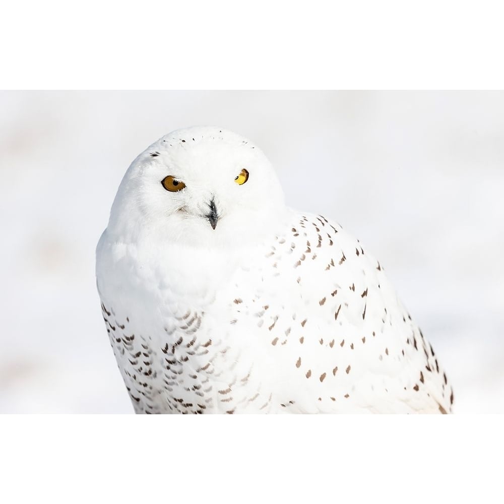 Snowy Owl Poster Print by Mark Spowart Photography-VARPDX662SPO1014 Image 1