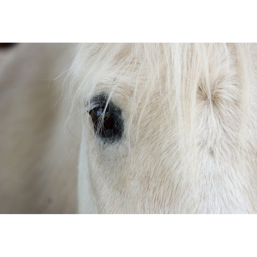 Horse Eye Poster Print - The Yellowstone Collection-VARPDX66423 Image 1