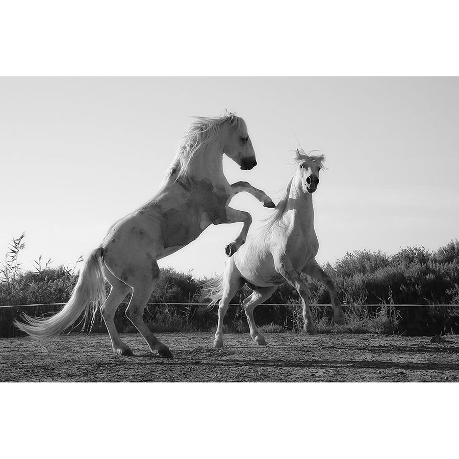 Horse Dance Poster Print - The Yellowstone Collection-VARPDX66422 Image 1