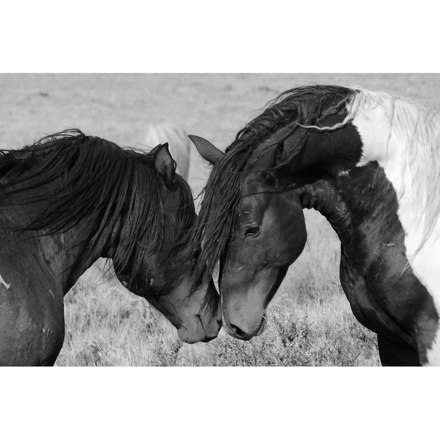 Horse Kiss Poster Print - The Yellowstone Collection-VARPDX66428 Image 1