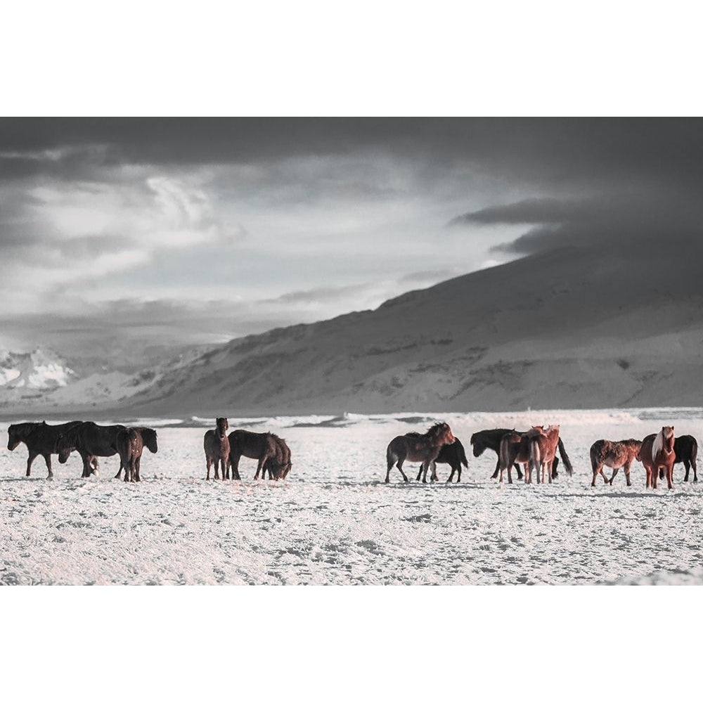 The Frozen Plain Poster Print - The Yellowstone Collection-VARPDX66470 Image 1