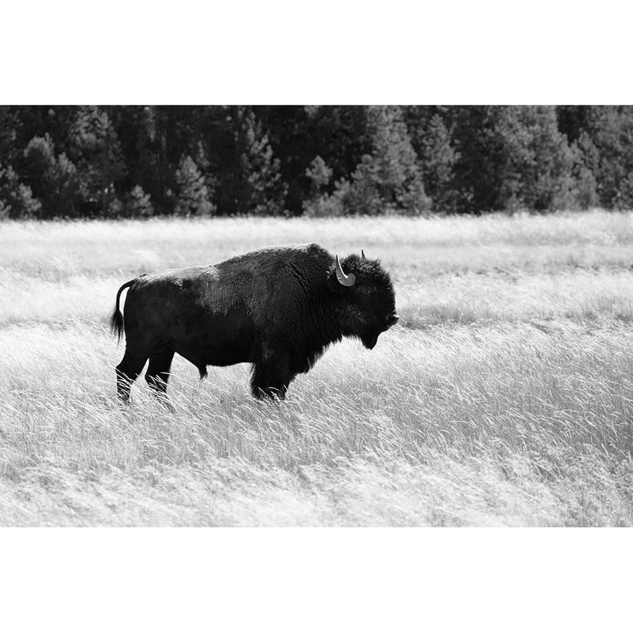 Bull Bison in Lower Geyser Basin Yellowstone National Park Poster Print - Jacob W. Frank-VARPDX66492 Image 1