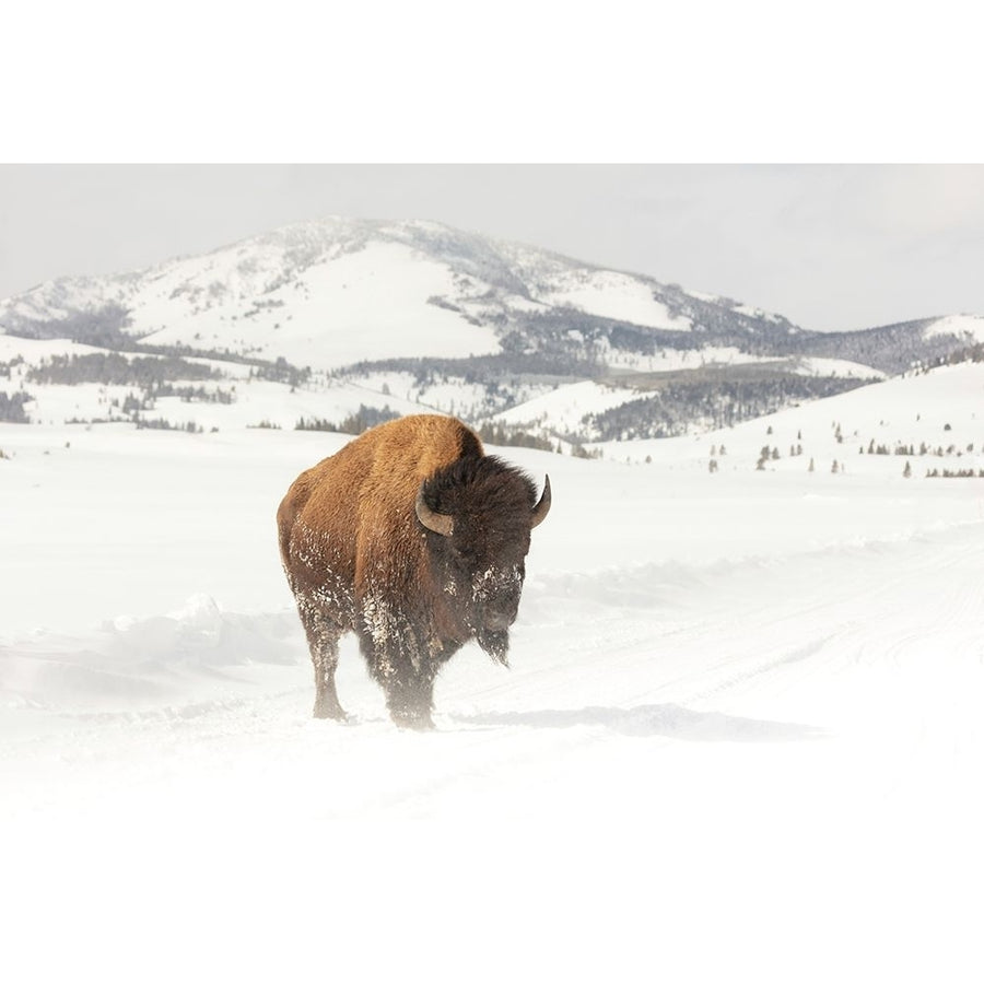 Bull Bison near Swan Lake Yellowstone National Park Poster Print - The Yellowstone Collection-VARPDX66493 Image 1