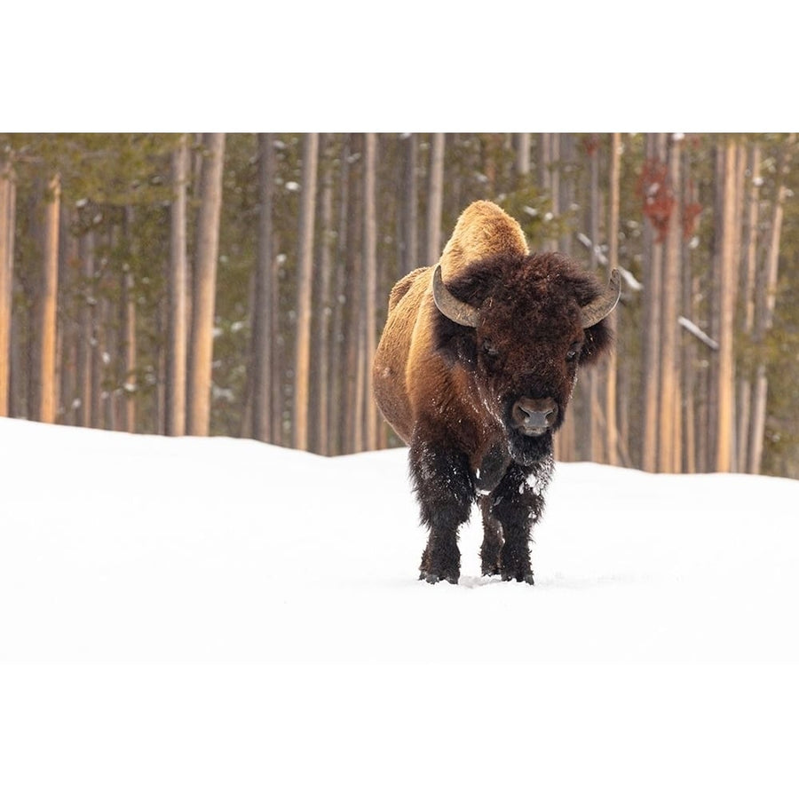 Bull Bison near Madison Junction Yellowstone National Park Poster Print - Jacob W. Frank-VARPDX66494 Image 1