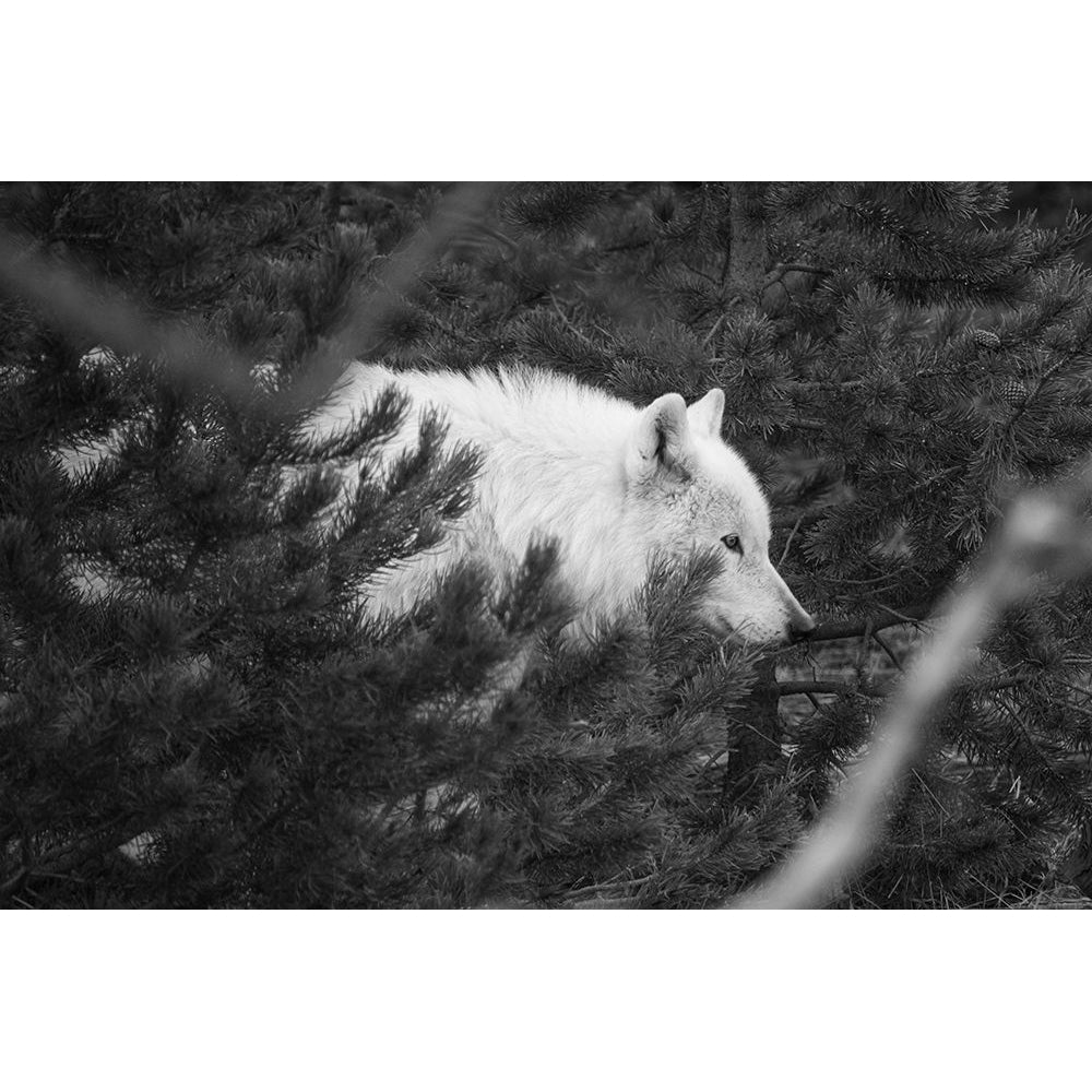 Female wolf of the Canyon pack Yellowstone National Park Poster Print - Neal Herbert-VARPDX66501 Image 1