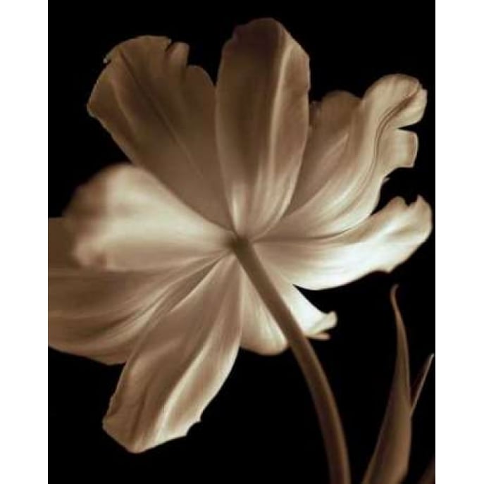 Champagne Tulip II Poster Print by Charles Britt-VARPDX6650 Image 2