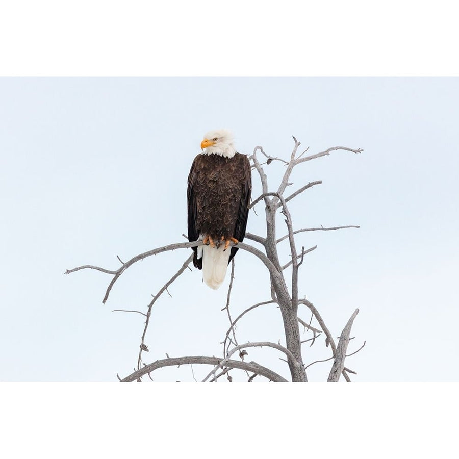 Bald Eagle near the Yellowstone River Yellowstone National Park Poster Print - The Yellowstone Collection-VARPDX66511 Image 1