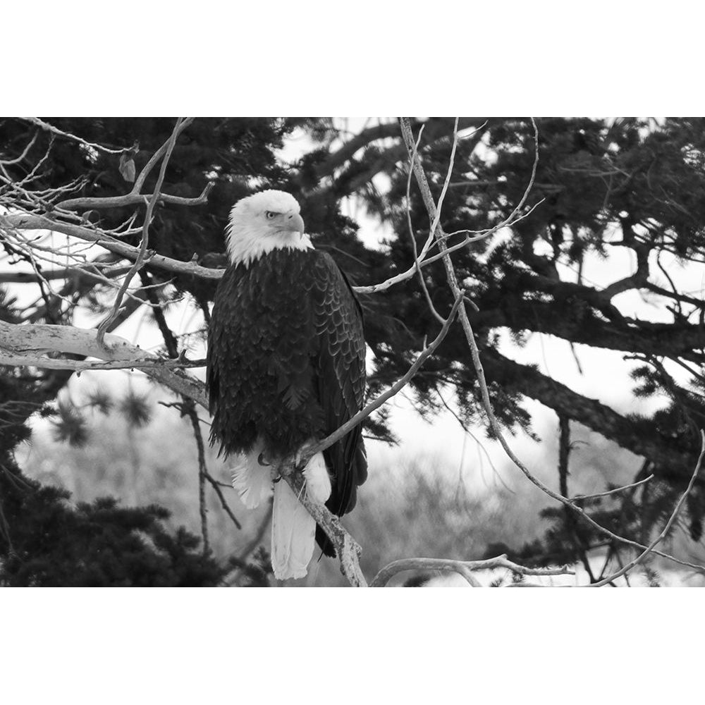 Bald Eagle above the Gardner River Yellowstone National Park Poster Print - Jim Peaco-VARPDX66510 Image 1