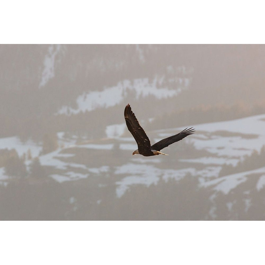 Bald Eagle over Soda Butte Creek Yellowstone National Park Poster Print - Jacob W. Frank-VARPDX66508 Image 1