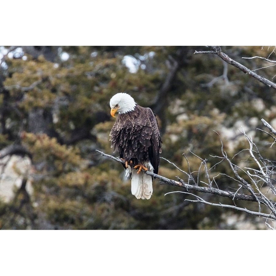 Bald Eagle near Gardner Canyon Yellowstone National Park Poster Print - Jacob W. Frank-VARPDX66509 Image 1