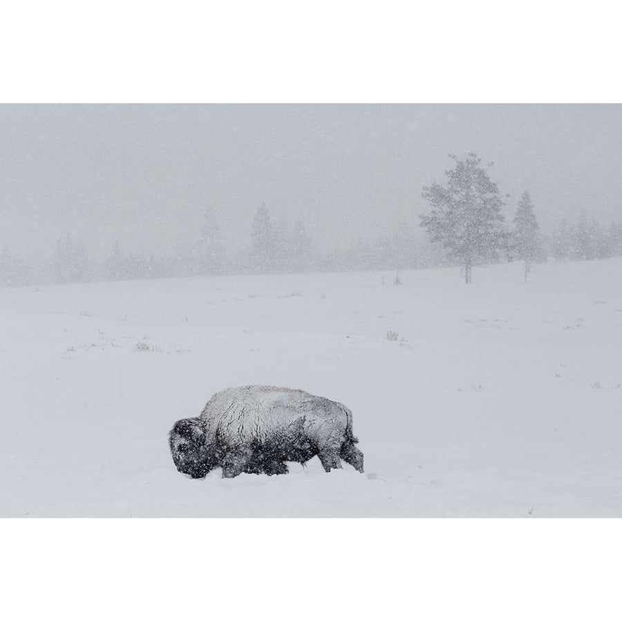 Bison on Swan Lake Flat Yellowstone National Park Poster Print - The Yellowstone Collection-VARPDX66568 Image 1