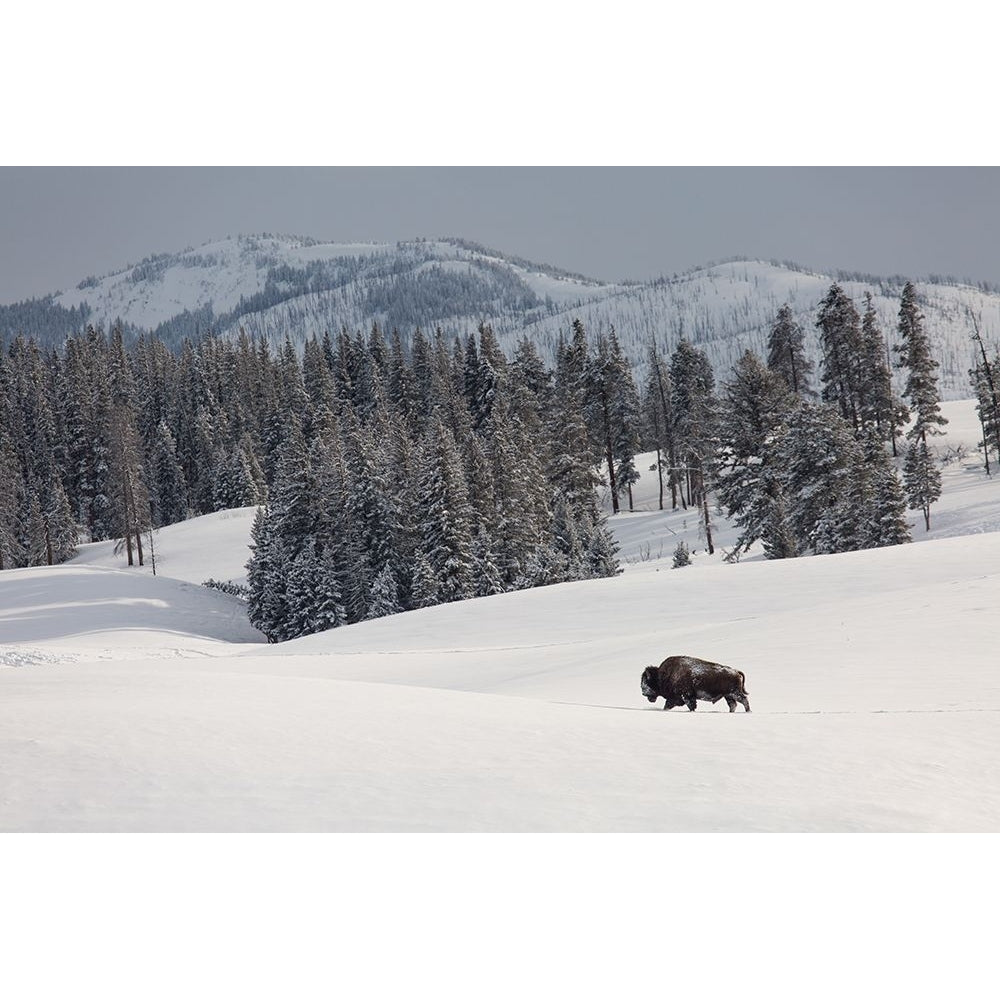 Bison Bull Blacktail Deer Plateau Yellowstone National Park Poster Print - The Yellowstone Collection-VARPDX66566 Image 1