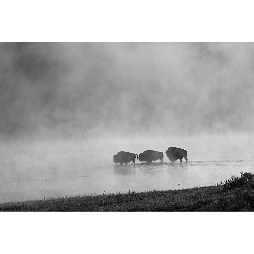 Bison crossing Yellowstone River Yellowstone National Park Poster Print - Jim Peaco-VARPDX66569 Image 1