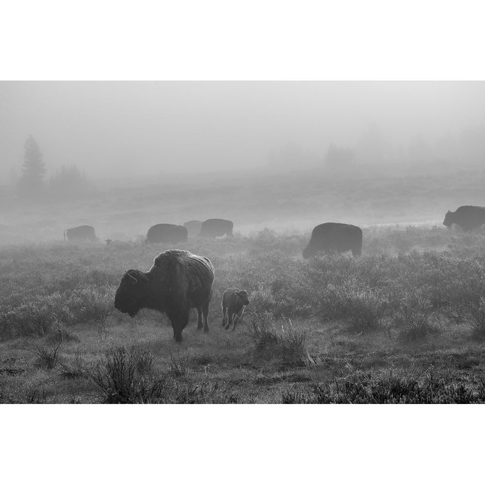 Bison in the fog Swan Lake Flat Yellowstone National Park Poster Print - The Yellowstone Collection-VARPDX66577 Image 1