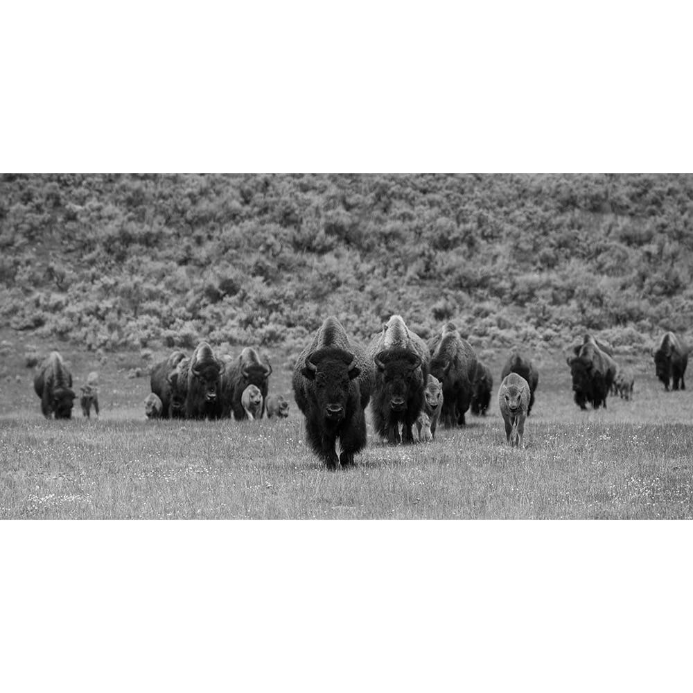 Bison on the move Lamar Valley Yellowstone National Park Poster Print - The Yellowstone Collection-VARPDX66581 Image 1