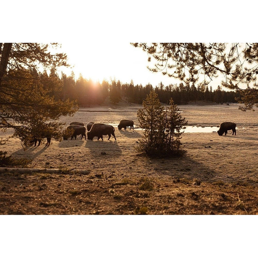 Bison graze near Norris Junction Yellowstone National Park Poster Print - The Yellowstone Collection-VARPDX66572 Image 1