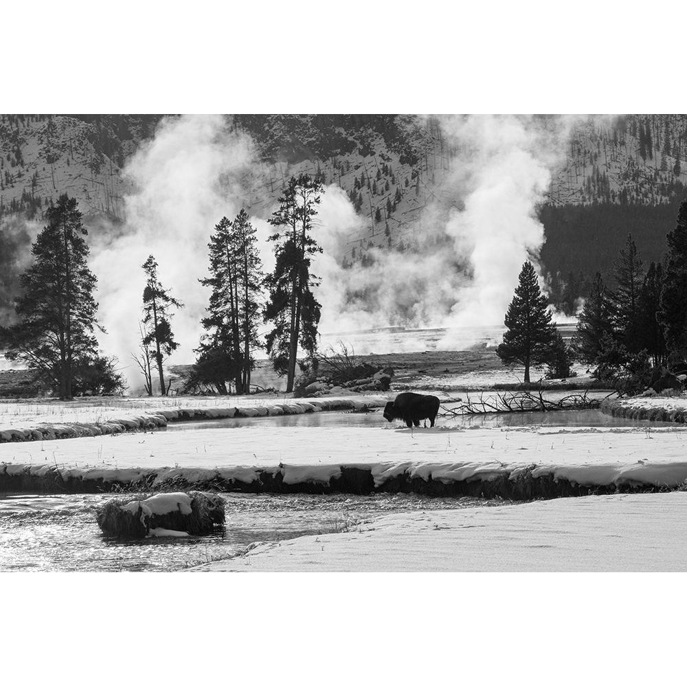 Bison near Biscuit Basin Yellowstone National Park Poster Print - The Yellowstone Collection-VARPDX66579 Image 1