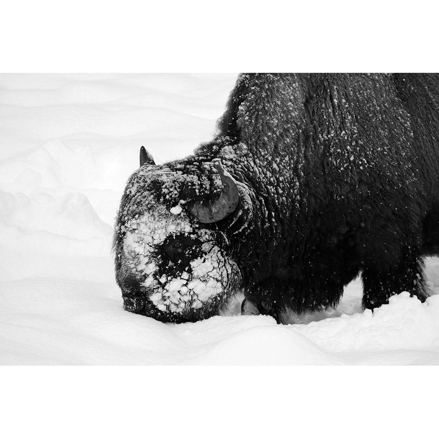 Bison Snow Plough near Rainy Lake Yellowstone National Park Poster Print - Diane Renkin-VARPDX66583 Image 1