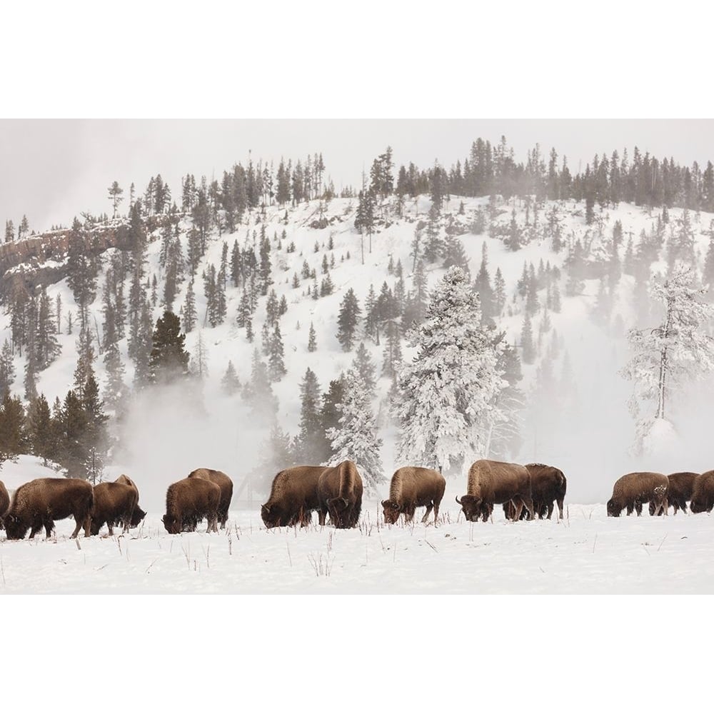 Bison along the Firehole River Yellowstone National Park Poster Print - The Yellowstone Collection-VARPDX66582 Image 1