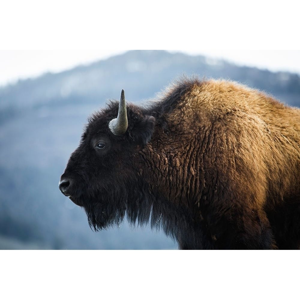 Bison V Lamar Valley Yellowstone National Park Poster Print - The Yellowstone Collection-VARPDX66590 Image 1