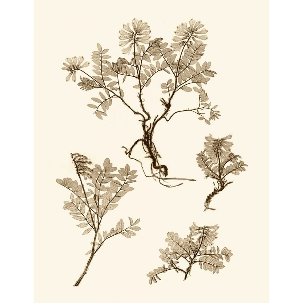 Sepia Nature Study II Poster Print - Studio Vision-VARPDX66636Z Image 1