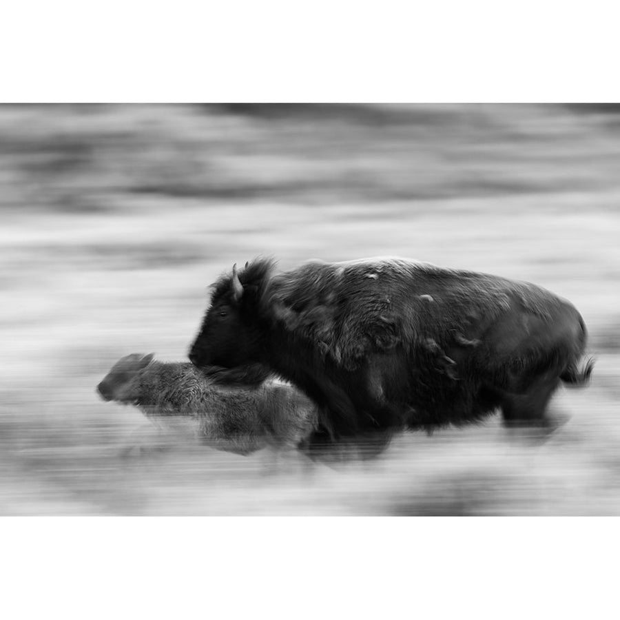 Bison Cow and Calf in Lamar Valley Yellowstone National Park Poster Print - The Yellowstone Collection-VARPDX66656 Image 1