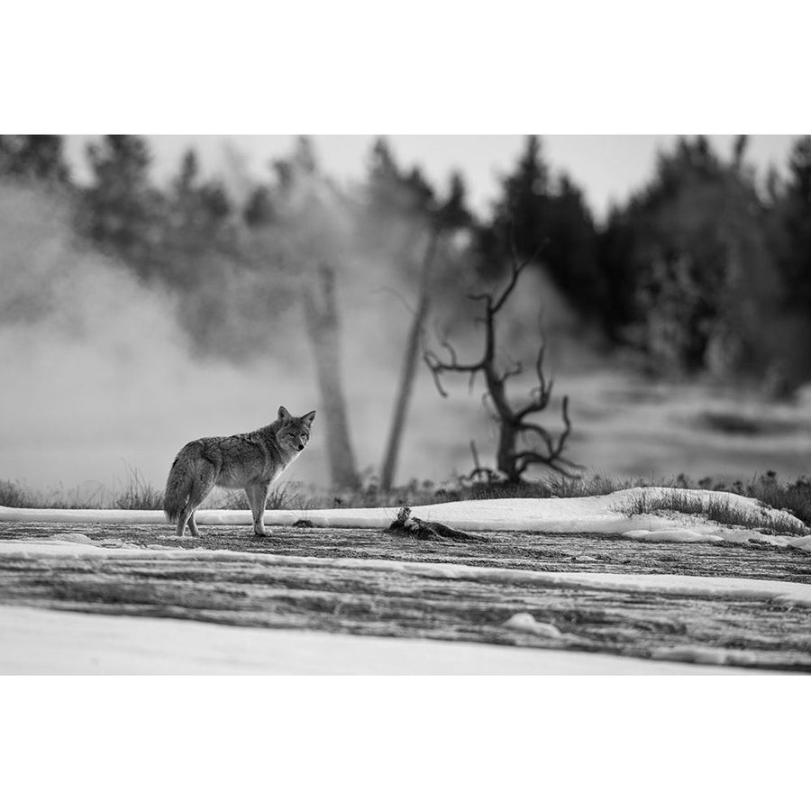 Coyote standing near Biscuit Basin Yellowstone National Park Poster Print - The Yellowstone Collection-VARPDX66664 Image 1