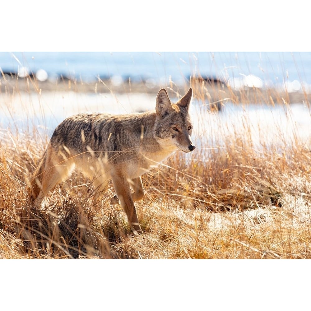 Coyote at Yellowstone Lake Yellowstone National Park Poster Print - The Yellowstone Collection-VARPDX66662 Image 1