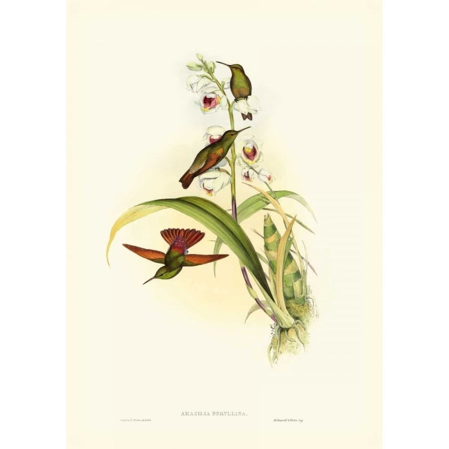 Gould Hummingbird II Poster Print - John Gould-VARPDX66665Z Image 1