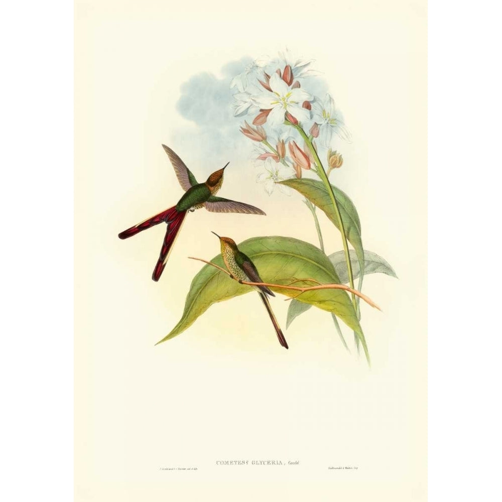 Gould Hummingbird III Poster Print - John Gould-VARPDX66666Z Image 1