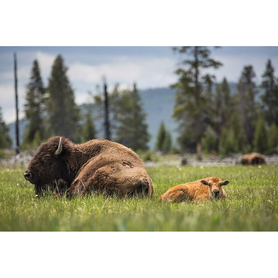 Cow and Calf Bison Fountain Flat Drive Yellowstone National Park Poster Print - The Yellowstone Collection-VARPDX66653 Image 1