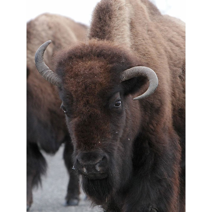 Cow Bison on Northeast Entrance Road Yellowstone National Park Poster Print - Jim Peaco-VARPDX66657 Image 1