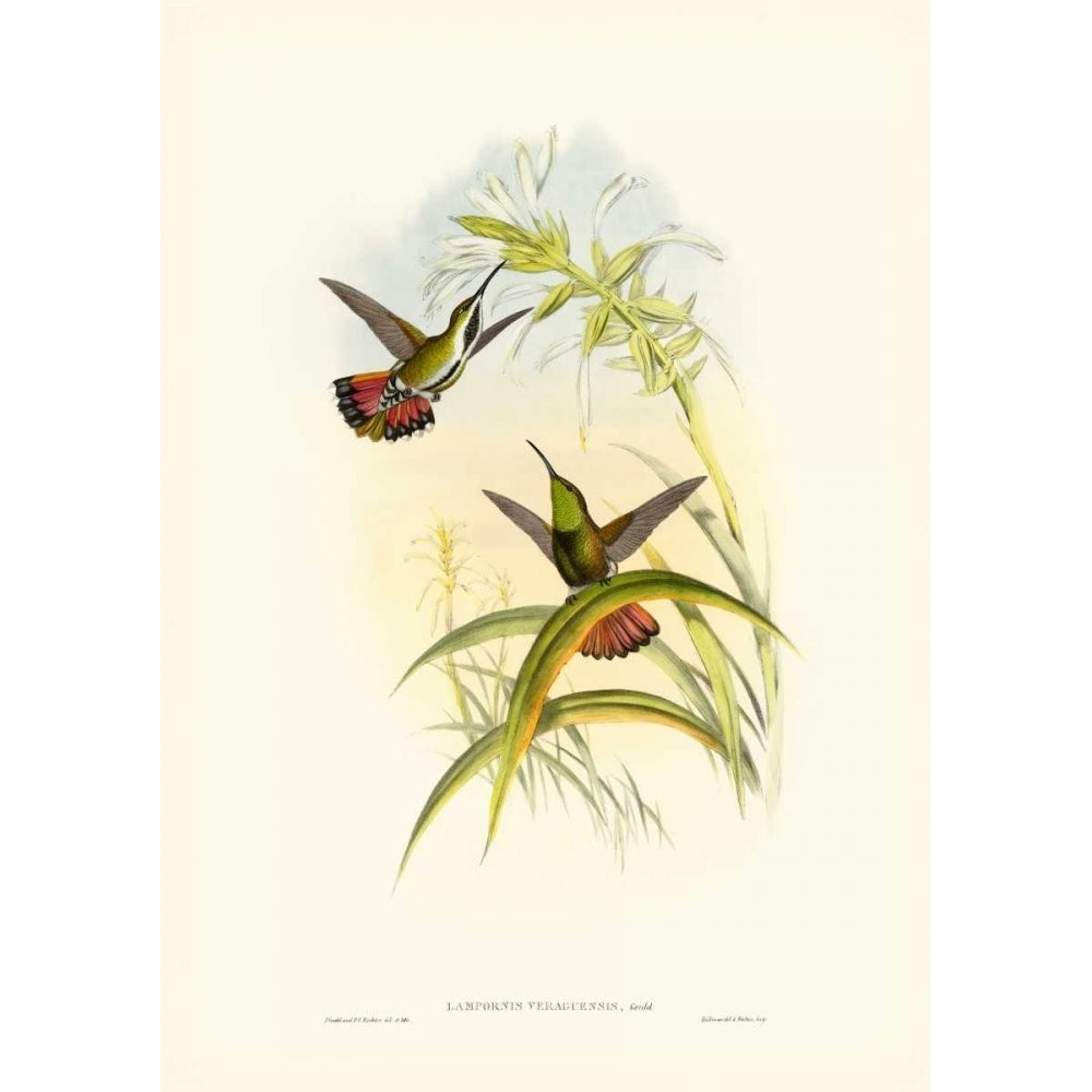 Gould Hummingbird I Poster Print - John Gould-VARPDX66664Z Image 1