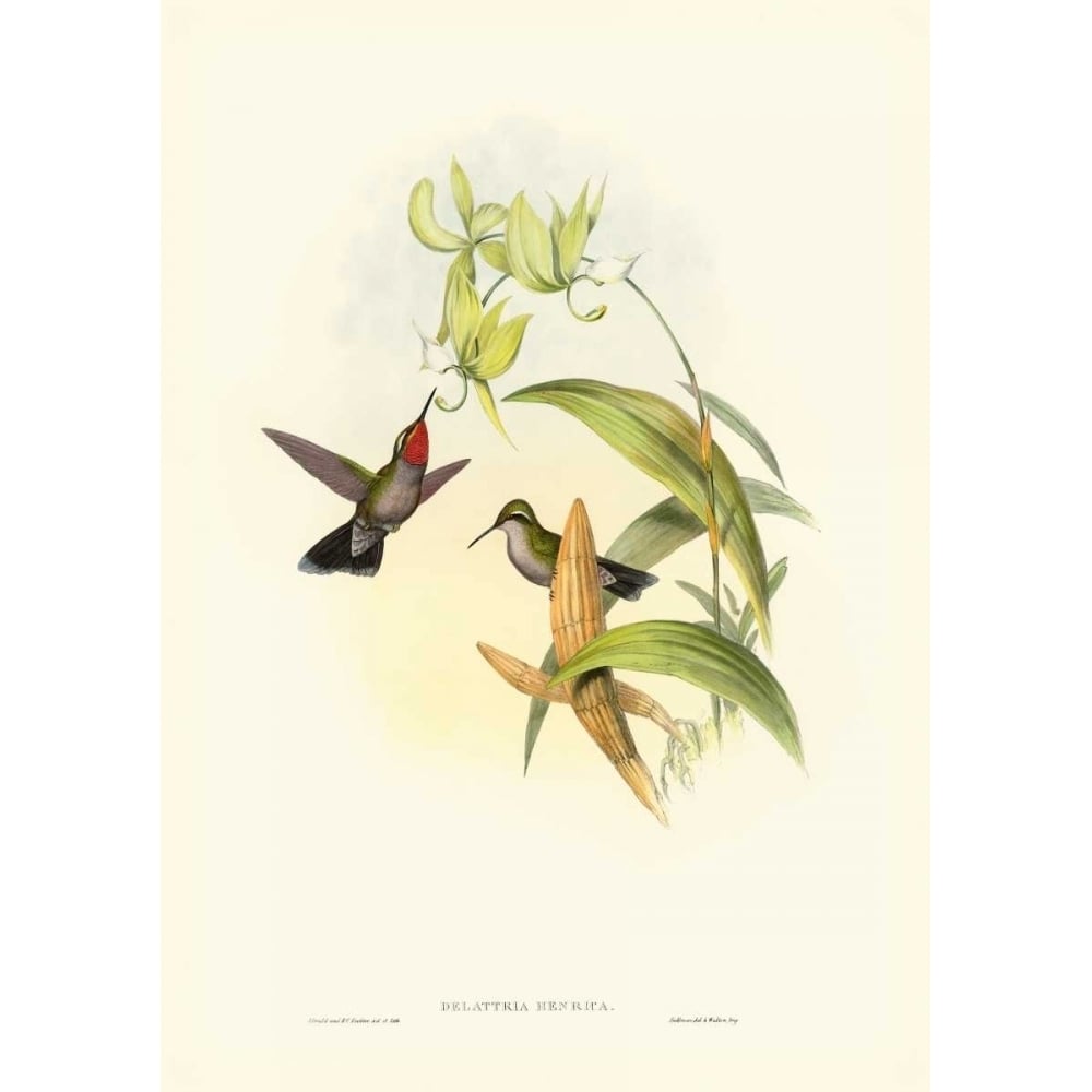 Gould Hummingbird IV Poster Print - John Gould-VARPDX66667Z Image 1