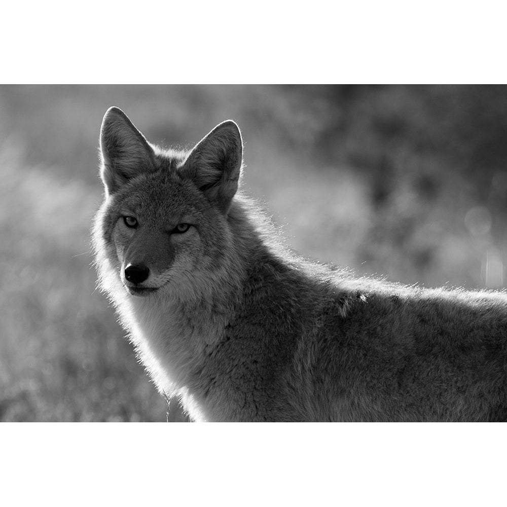 Coyote Upper Geyser Basin Yellowstone National Park Poster Print - The Yellowstone Collection-VARPDX66666 Image 1