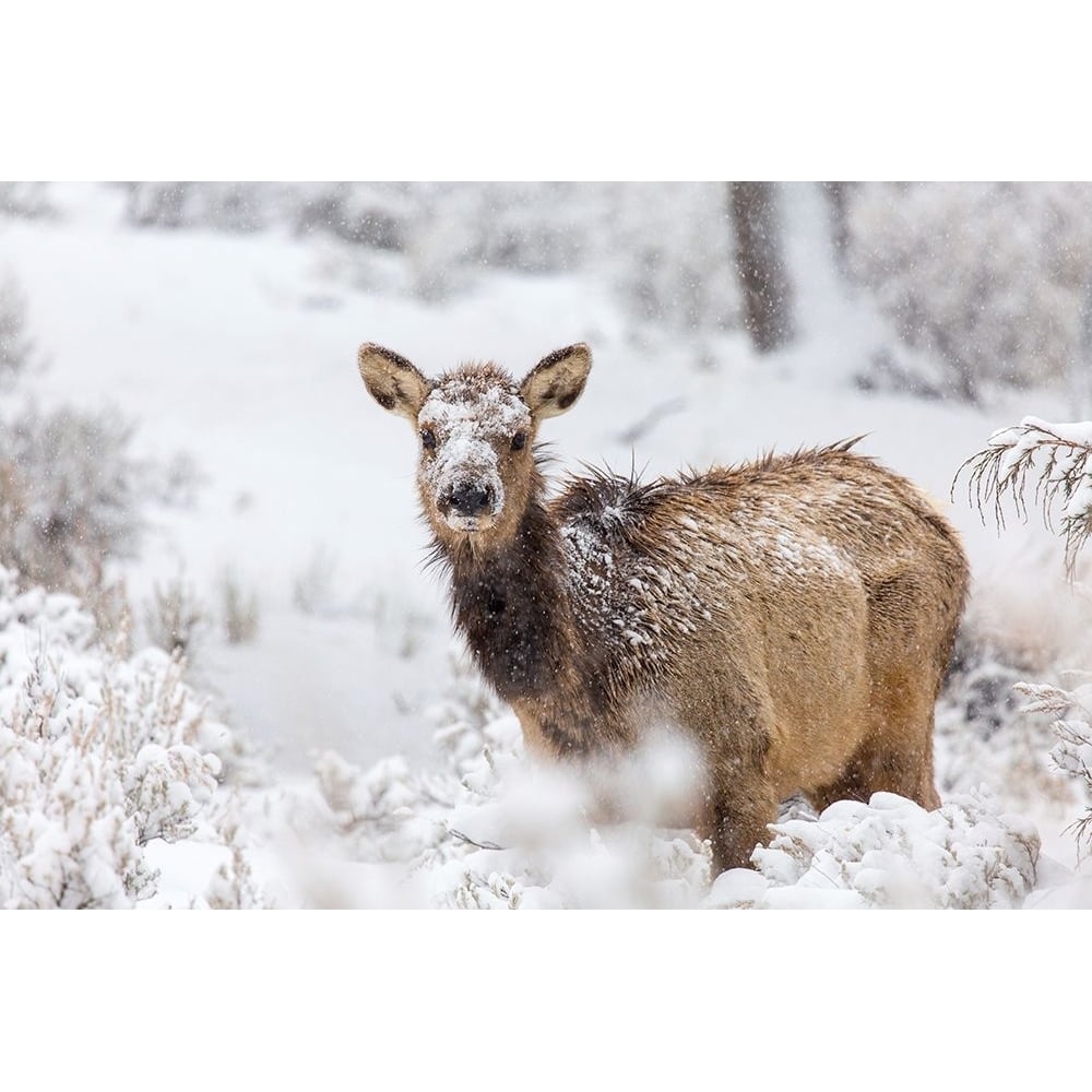 Female Elk in Snow Mammoth Hot Springs Yellowstone National Park Poster Print - The Yellowstone Collection-VARPDX66690 Image 1