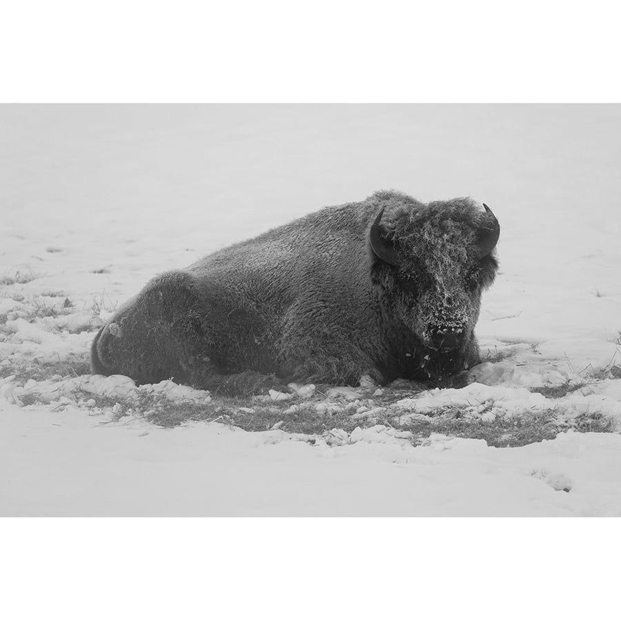 Frost-covered Bison near Roaring Mountain Yellowstone National Park Poster Print - Jacob W. Frank-VARPDX66702 Image 1