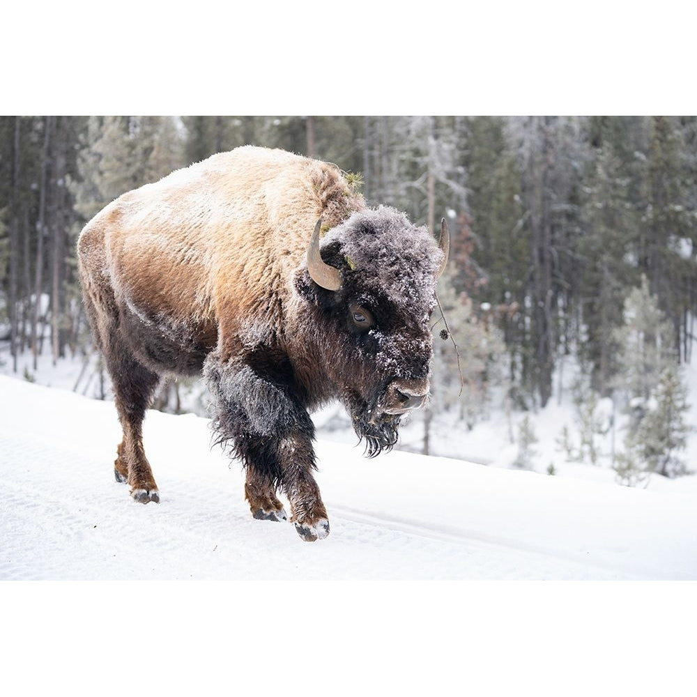 Frost-covered Bison near Frying Pan Spring Yellowstone National Park Poster Print - The Yellowstone Image 1